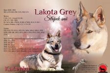 Jmeno C.I.B.+ C.I.E  CHAMP.  Lakota Grey