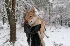GERSIMI