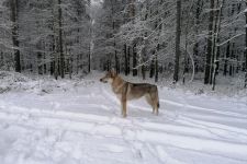 GERSIMI